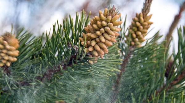 Pine Pollen - Image 4