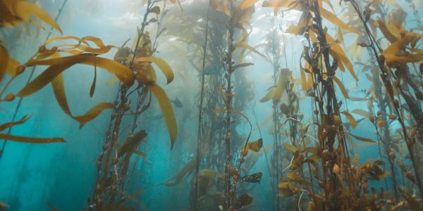 Sea Kelp - Image 4