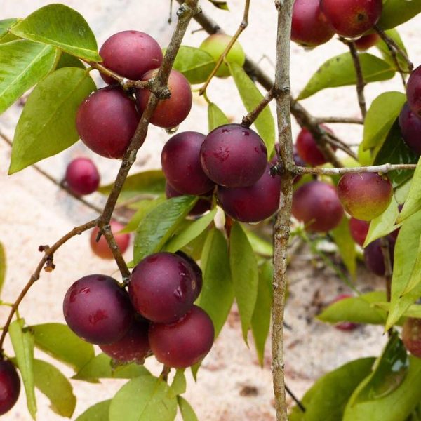 Camu Camu - Image 4
