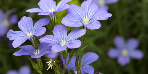 Ground Flaxseed 100g - Image 3